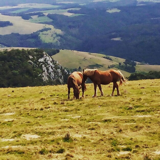 Foto caballo pastando en el campo