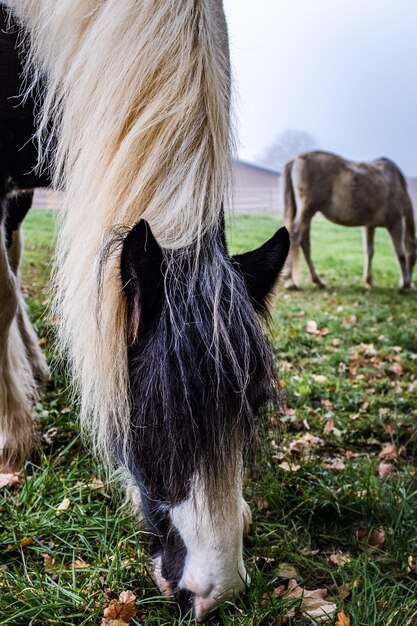 Caballo pastando en un campo