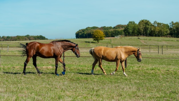 Caballo pastando en el campo