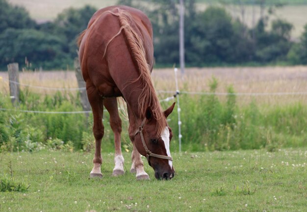 Foto caballo pastando en el campo