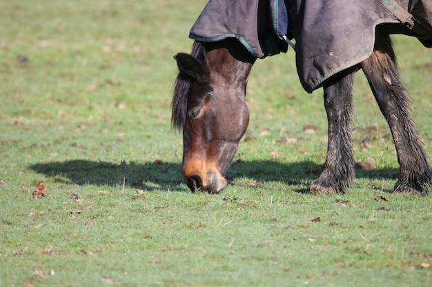 Foto caballo pastando en el campo