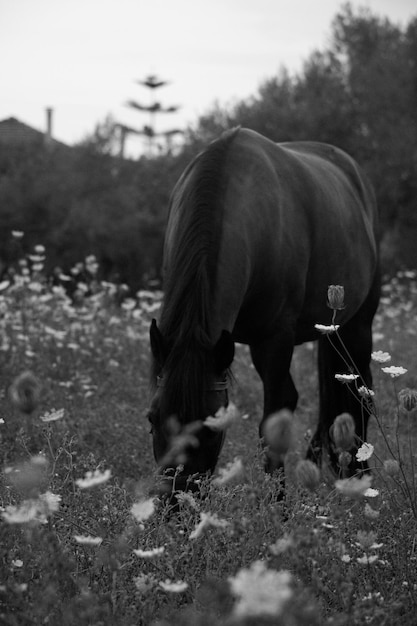 Foto caballo pastando en el campo