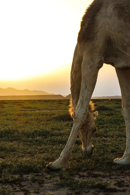 Foto caballo pastando en un campo