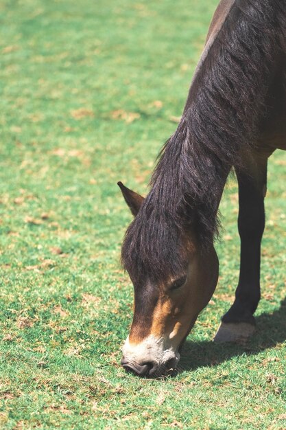 Foto caballo pastando en un campo