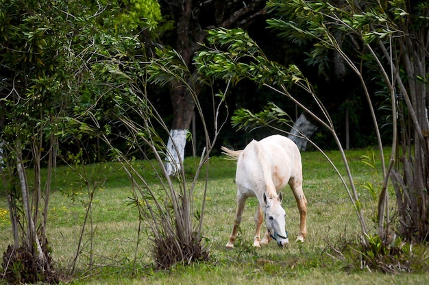 Caballo pastando cerca de los árboles