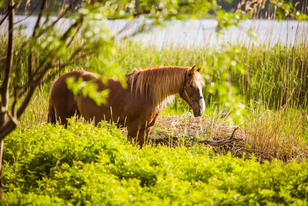 Caballo pastando libremente en una escena rural con un río