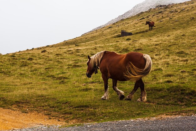 Caballo pastando en los Pirineos franceses