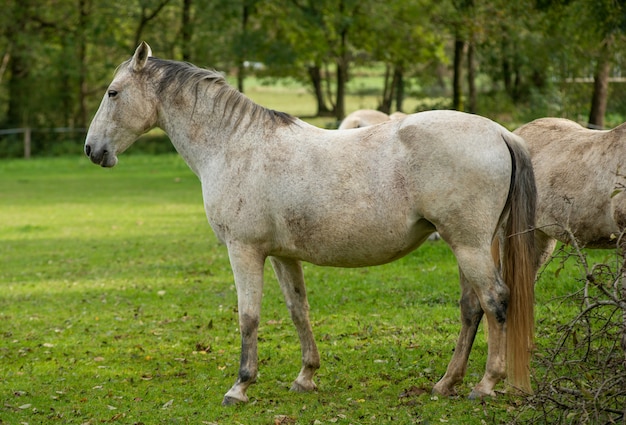 Caballo pastando en el prado