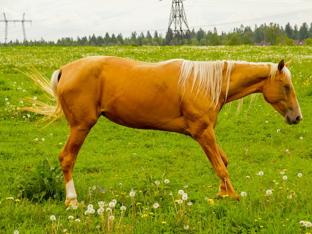 Caballo pastando en el prado.