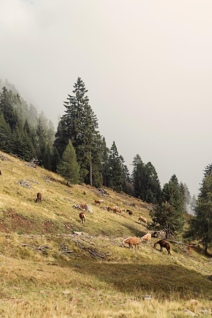 Caballo pastando en prados en las laderas de los Alpes