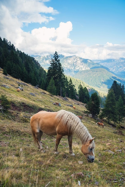 Caballo pastando en prados en las laderas de los Alpes