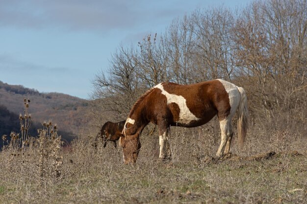 Caballo pastando primavera pradera verde hierba