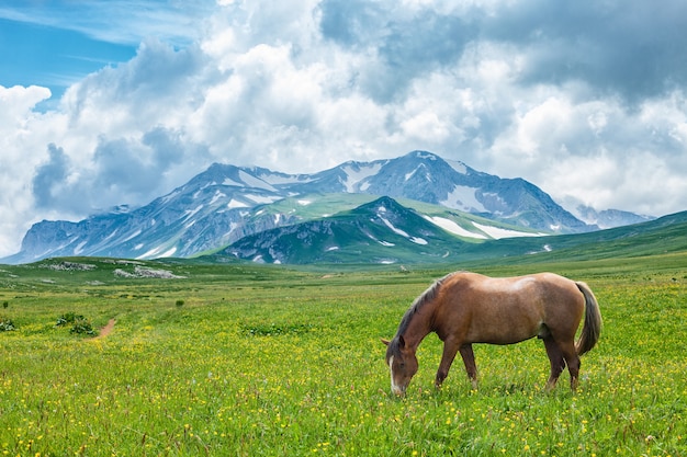 Caballo pastando en el valle de la montaña