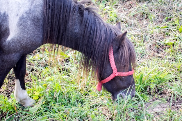 Caballo en el pasto de verano. Pastos de caballo en el prado