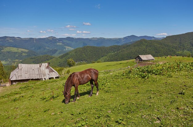 Caballo en un pasto de verano