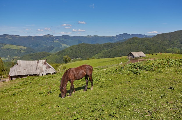 Caballo en un pasto de verano