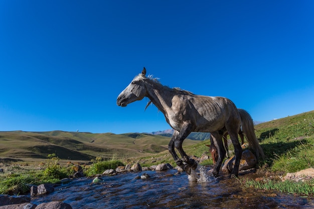 Caballo en pastos de montaña