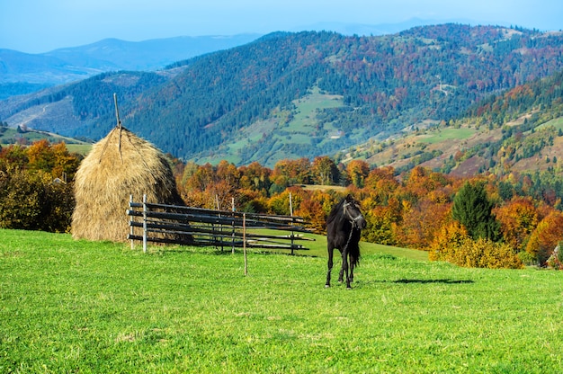 Caballo en una pastura en las montañas en otoño de los Cárpatos