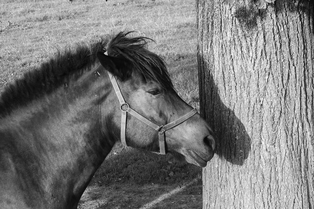 Foto caballo de pie en un árbol