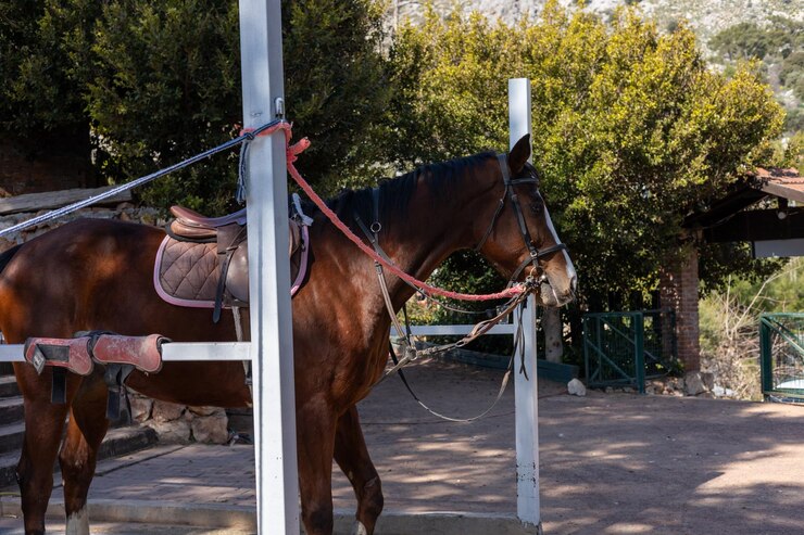 Foto caballo de pie en un área estable al lado de una pared de piedra con equipos y vegetación en el fondo