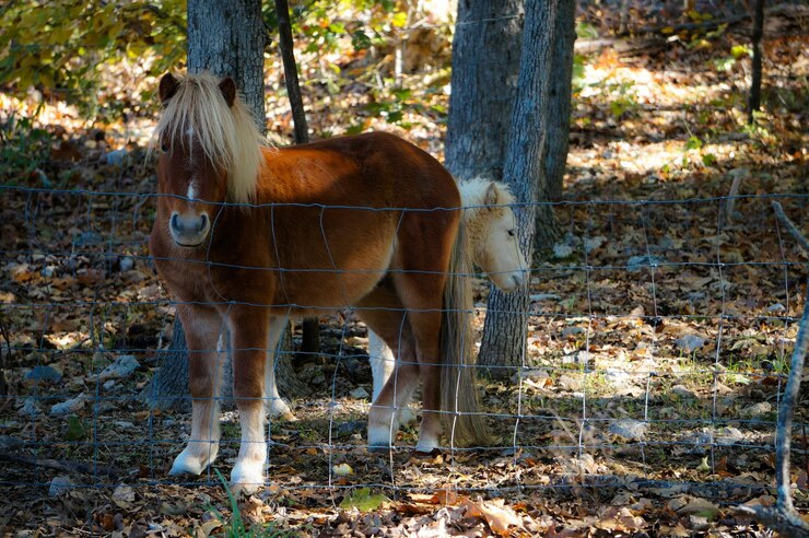 Foto caballo de pie en el bosque
