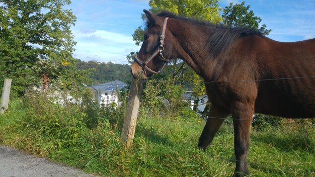 Caballo de pie en el campo contra los árboles