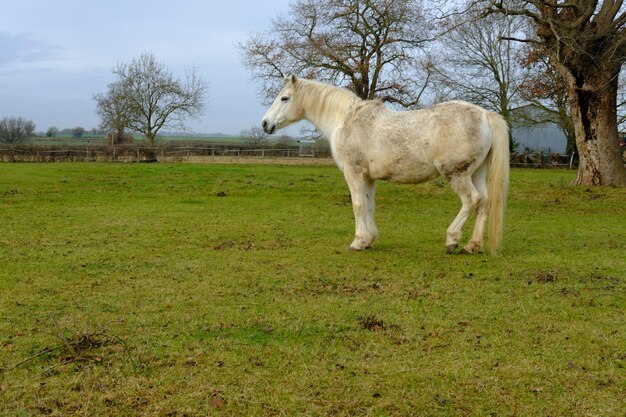 Caballo de pie en el campo contra el cielo