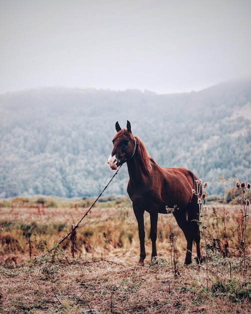 Caballo de pie en el campo contra el cielo