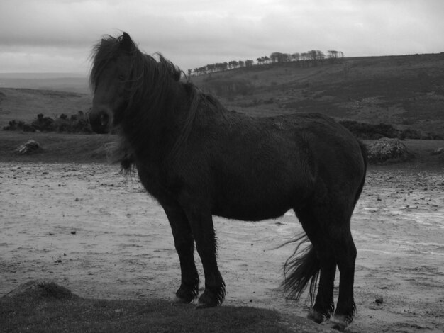 Foto caballo de pie en el campo contra el cielo