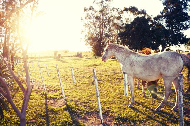 Caballo de pie en el campo contra el cielo