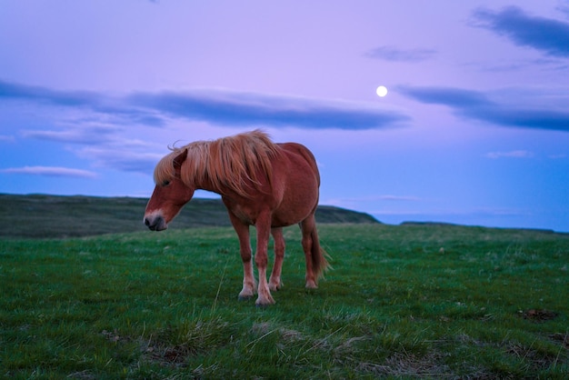 Caballo de pie en el campo de hierba contra el cielo