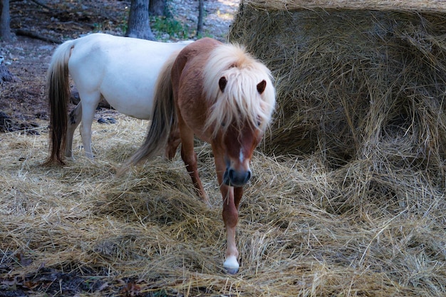 Foto caballo de pie en el campo