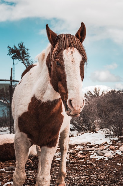 Foto caballo de pie en un campo