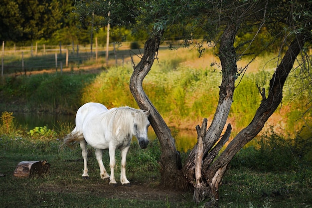 Foto caballo de pie en el campo