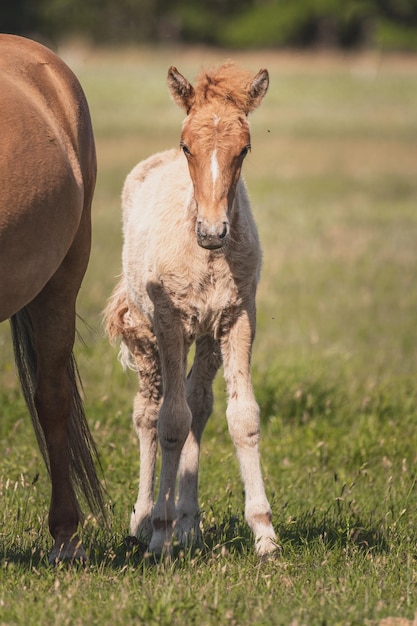 Foto caballo de pie en el campo