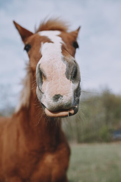 Caballo de pie en el campo