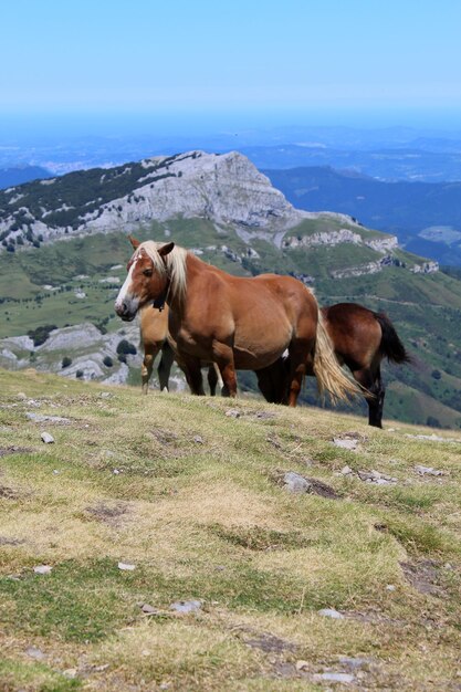 Foto caballo de pie en un campo