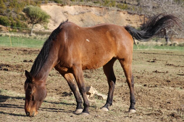 Caballo de pie en el campo