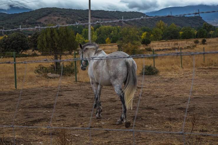 Foto caballo de pie en un campo