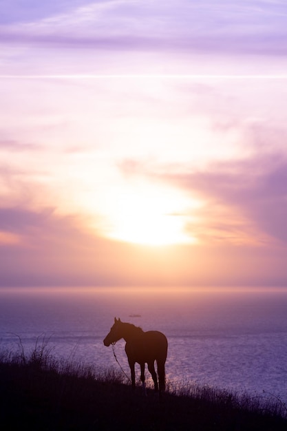 Foto caballo de pie en un campo