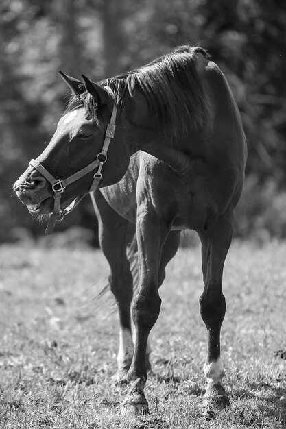 Foto caballo de pie en un campo