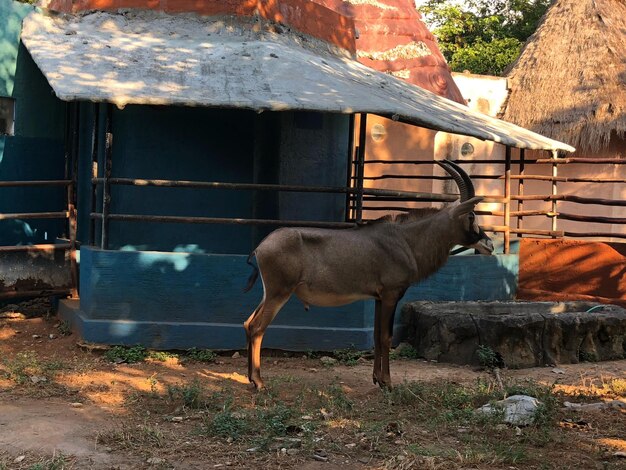 Caballo de pie en un campo