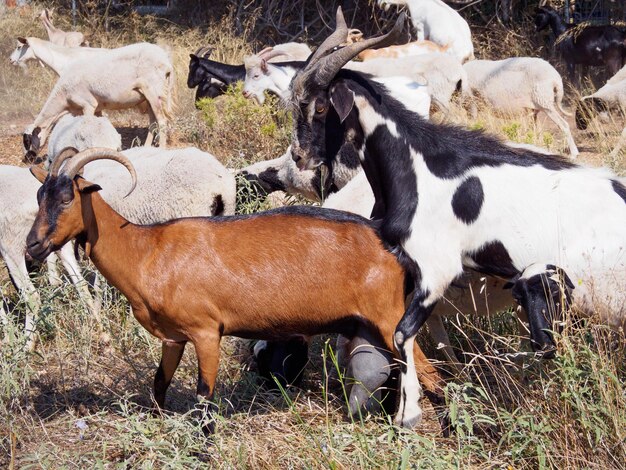 Foto caballo de pie en el campo