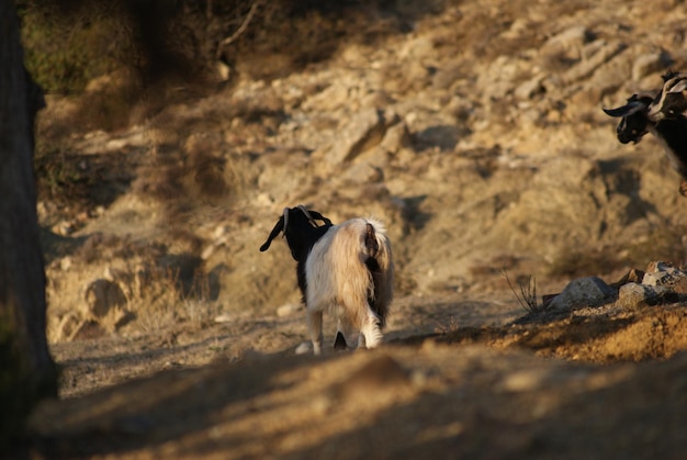 Foto caballo de pie en el campo