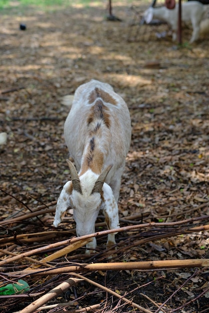 Foto caballo de pie en un campo