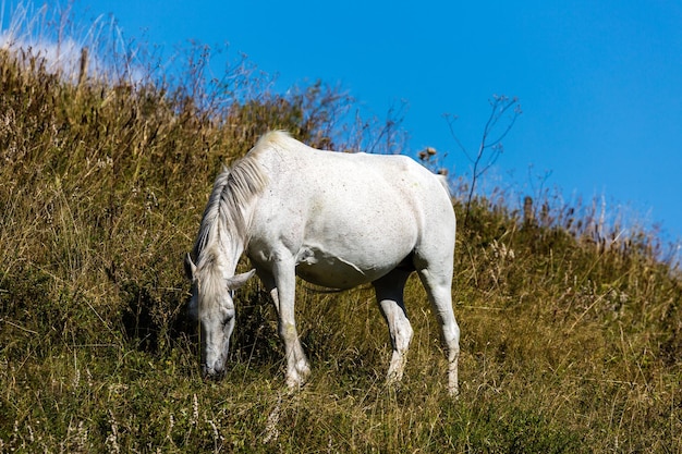 Caballo de pie en el campo