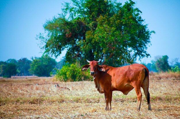 Foto caballo de pie en un campo