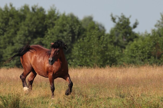 Foto caballo de pie en el campo