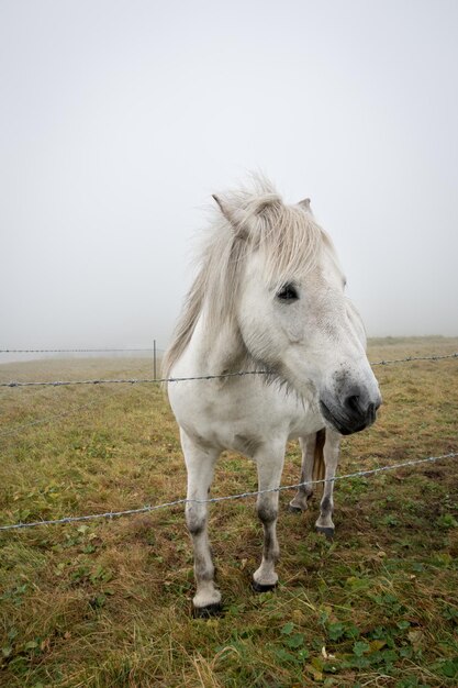 Foto caballo de pie en un campo