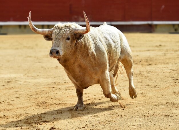 Foto caballo de pie en un campo